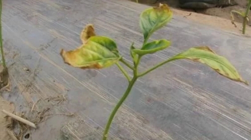 鸡粪发酵不完全，将会造成这种伤害，有这种状况的一定要当心了