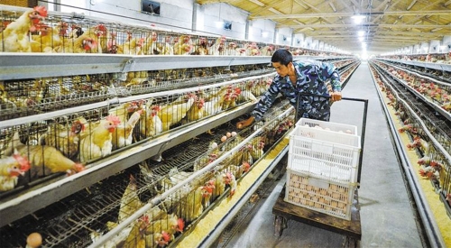 2020鸡粪智能处理啦，你还不知道？