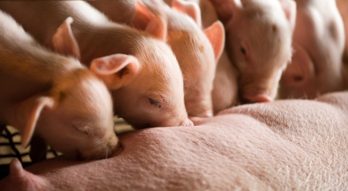 您知道养猪场的的猪粪如何更好地利用么？